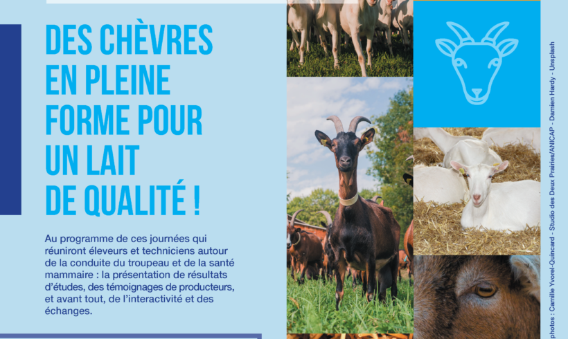 26 et 28 octobre 2021 : Des chèvres en pleine forme pour un lait de qualité !