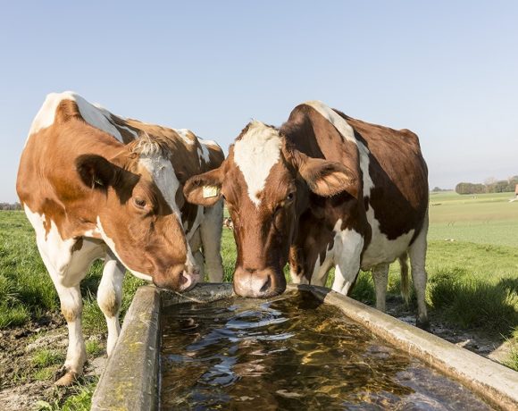 Appui Régional : Optimiser l’usage de l’eau en élevage