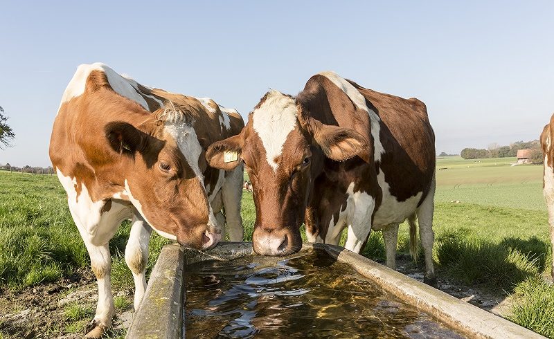 Appui Régional : Optimiser l’usage de l’eau en élevage