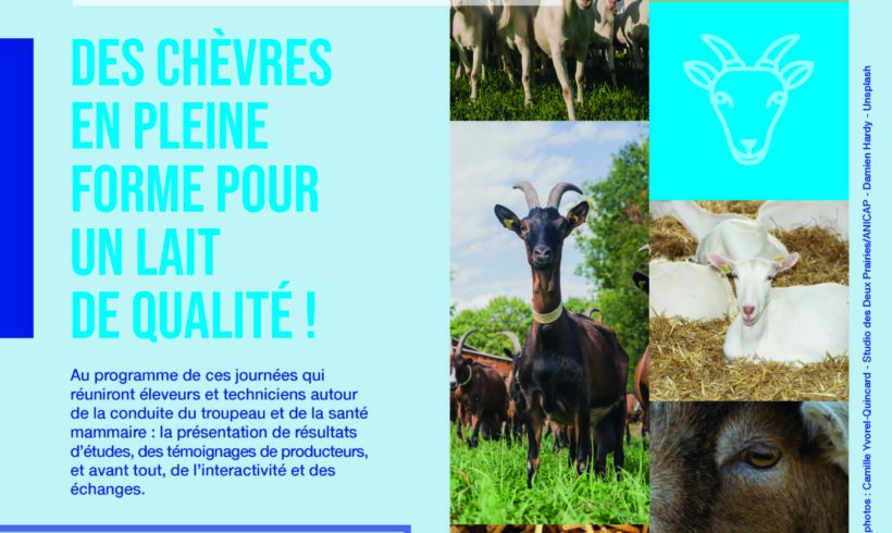 10 et 24 novembre 2022 : Des chèvres en pleine forme pour un lait de qualité !