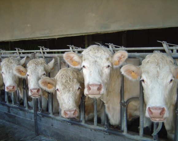 Aide Bovin Viande : Soutien à la recapitalisation du cheptel bovin viande