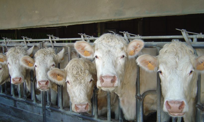 Aide Bovin Viande : Soutien à la recapitalisation du cheptel bovin viande