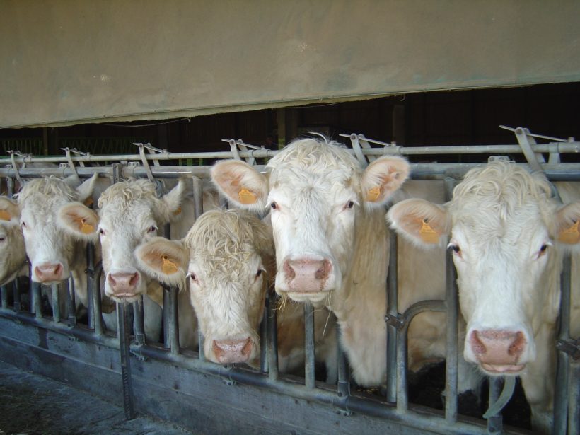 Aide Bovin Viande : Soutien à la recapitalisation du cheptel bovin viande